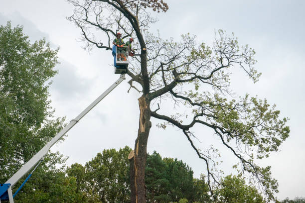 Best Seasonal Cleanup (Spring/Fall)  in Clinton, MD