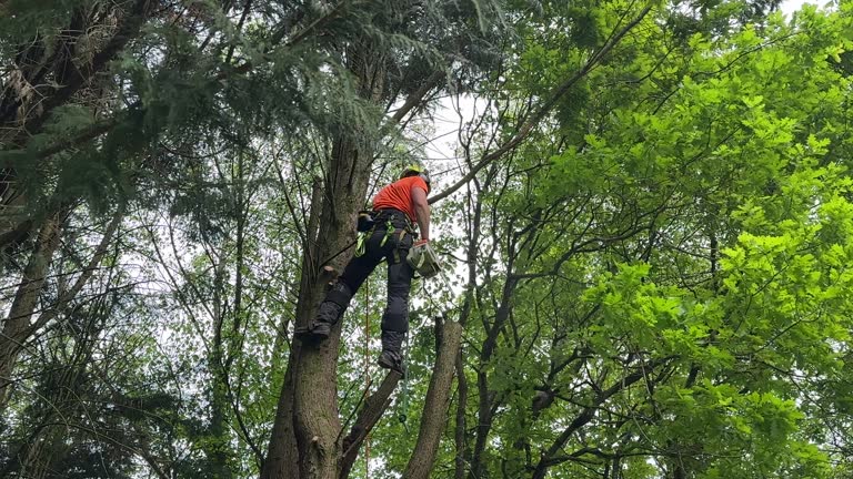  Clinton, MD Tree Services Pros